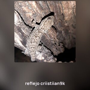 reflejo criistiian9k 