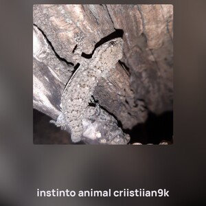 instinto animal criistiian9k