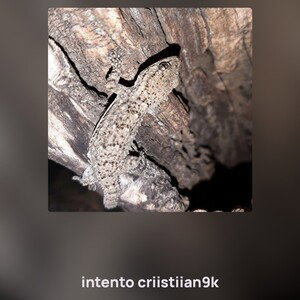 intento criistiian9k 