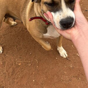R.I.P Gypsey My Beautiful Girl 😢(Freestyle)