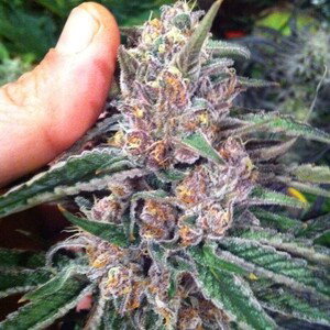 flow ogkush