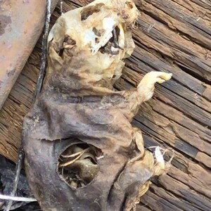 goregrind eulogy 