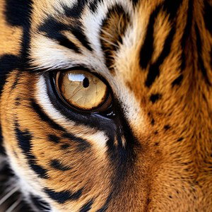 Augen wie die Catline