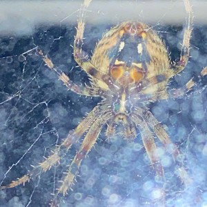 Spider