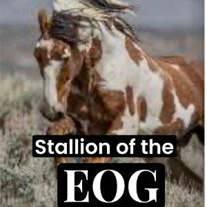 Stallion of the EOG