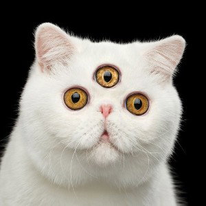 miaaauw