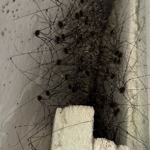 daddy longlegs