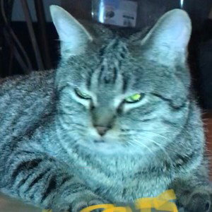snaggletooth bitch