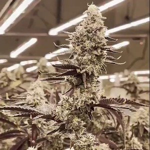 smoke a blunt 