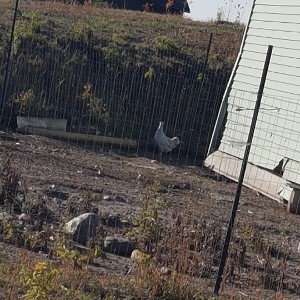 Debo chicken coup