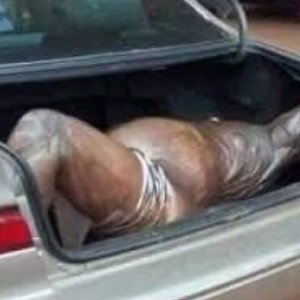 TRUNK CLOSE LID