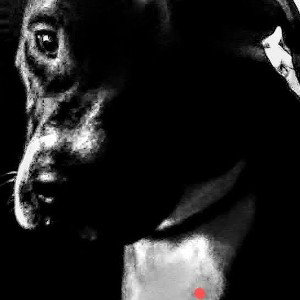 #black_dog