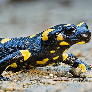 Salamandra