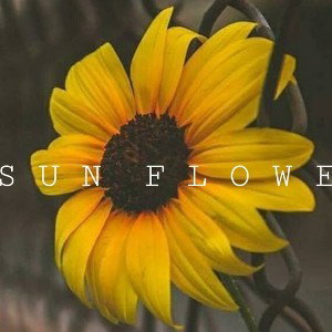 Sunflower (11:22:30)