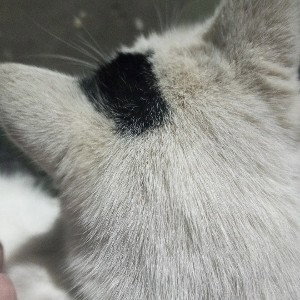 3BNUT