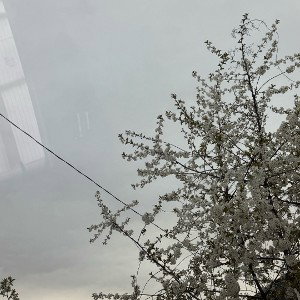 листок