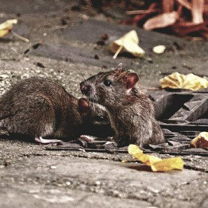 sewer rats