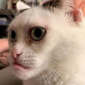 Cat_Demo_Final.wav