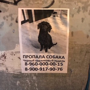 спермбоак - реп