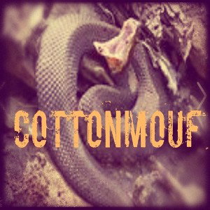COTTONMOUF