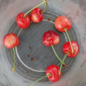 QUEUES 2 CERISES