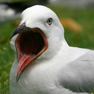 Sqawking
