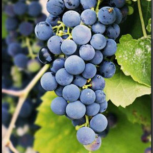  🍇 Jam