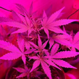 #SwA420