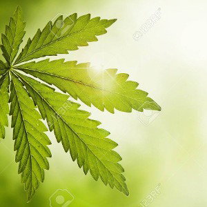 Weed (16:40:55)