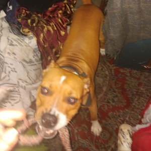 acp sig0 nyc sirens freestyle my dog