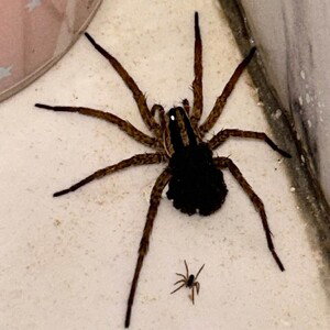 spider