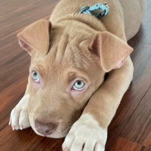 puppy soft u iz 