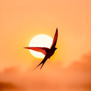 expectations - fly on pretty bird - revision 