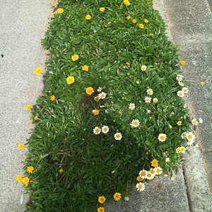 Flowers Aussie Mate - Hangover mix 