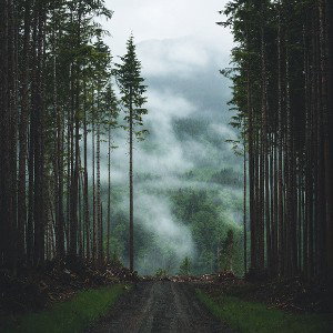 ))