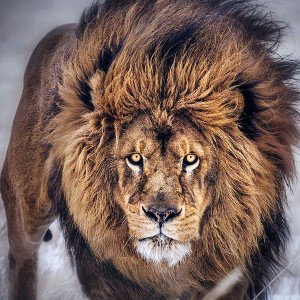 LION LIFE - TRAP BEAT prod ZONE