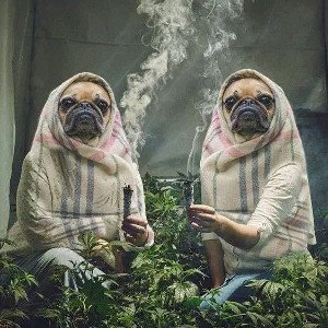 Roll a blunt Razor _offical audio_