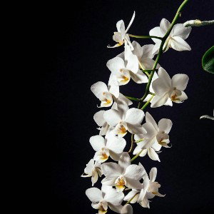 Orchideen 