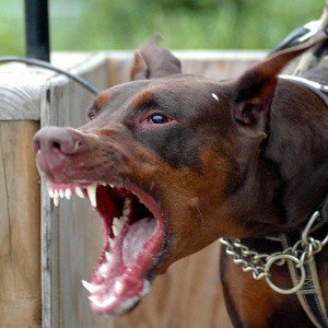 Letthedogsout