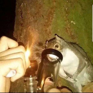 Столовый фристайл