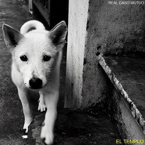 RCM - perro callejero 