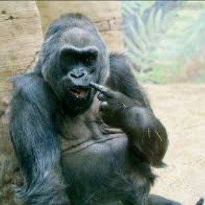 forever gorilla