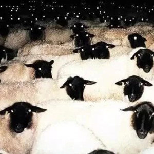 NAVI PROD. YUNG NAB