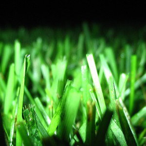 04CoWSobieMasz (1)