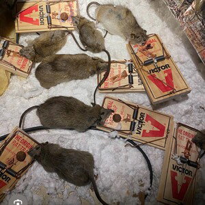 “Rat Trap” Freestyle 🔥🔥🔥