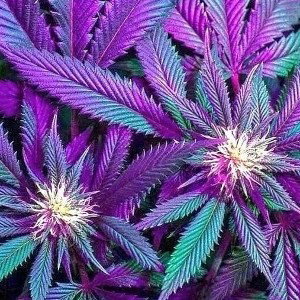 JOINT