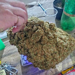smoking weed