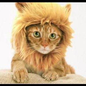 the pet lion
