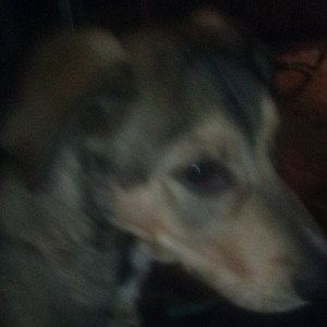 kill that FN dog