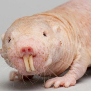 mole strat